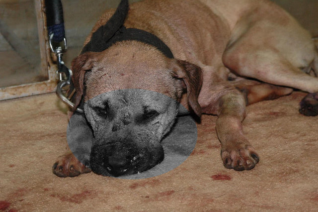 edavi maalesef her zaman tam etki edemiyor. Bir örnekte, köpek dövüş ringinden kurtarılan pitbull'lar, tanıştıkları yeni insanlara güvenmelerini aşılayan bir rehabilitasyondan geçiriliyor.