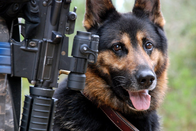 Başka türlü davranışsal tedaviler daha çok zaman alabiliyor. Savaş ortamında bulunmuş bir köpekte bu deneyimin derin psikolojik etkileri olabiliyor.