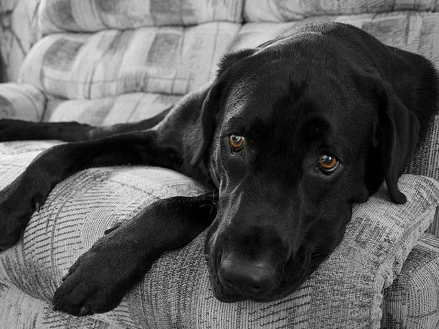 Psikolojik problemler sadece insanlarda görülmüyor. Yıllardır panik atak geçirdiği için antidepresan ve antianksiyete ilaçları alan köpeklerden tutun...