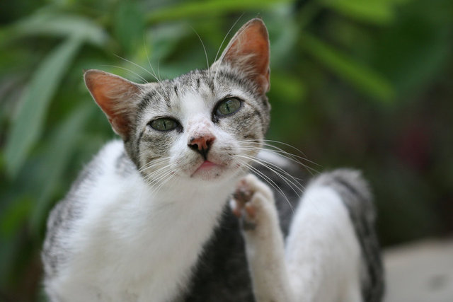 Sürekli derisinde aynı bölgeyi kaşıyan bir kedi obsesif-kompulsif mi yoksa cildinde mi bir sorun var, bunu bilmek için tetkik gerekiyor.