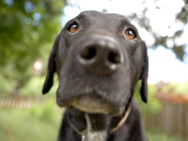 Serotonin içeren antidepresanlar insanların depresyon belirtilerini nasıl azaltabiliyorsa, köpeklerde de aynı etkiyi yapabiliyor.