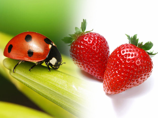 OXFORD'UN MÜLAKAT SORULARI - Biyoloji Bölümü  Uğur böcekleri kırmızıdır. Çilekler de öyle. Peki neden?