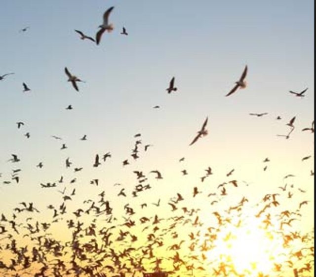 3- Aforizma - Özdeyiş