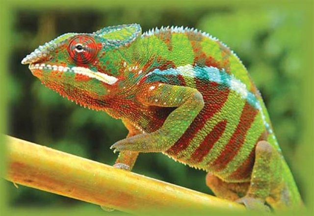 2- Adaptasyon - Uyarlama