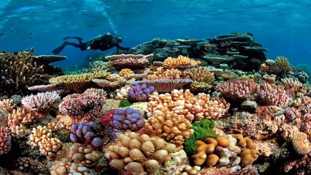 TEFEKKÜR TABLOSU -  - Deniz dibindeki hayatlar bizi tefekküre sevk ediyor.