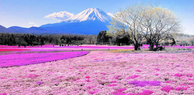 9. Şibazakura Tepesi, Japonya: Bahar mevsiminde Fuji Dağı'nın eteklerindeki yosunlar, pembenin değişik tonlarında yüz binlerce çiçek açıyor...