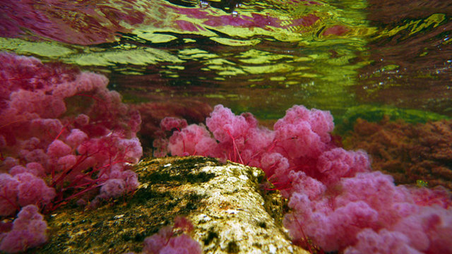 Caño Cristales nehri, Kolombiya. Burada nehrin altındaki bitkiler görülüyor...