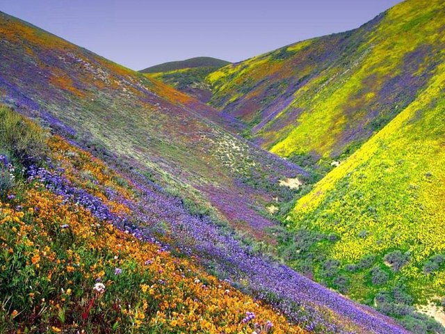 Çiçek Vadisi Ulusal Parkı, Hindistan
