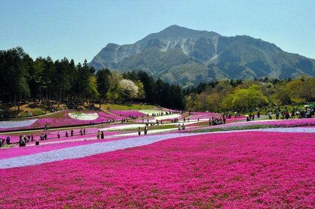 Şibazakura Tepesi, Japonya