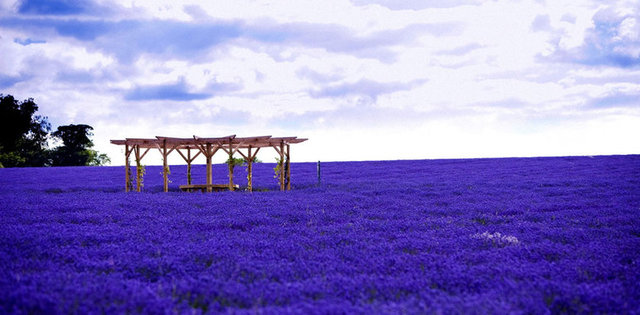 1. Lavanta tarlaları, Fransa: Yazın Provence'ın lavanta tarlaları etrafı göz alabildiğince mora boyuyor...