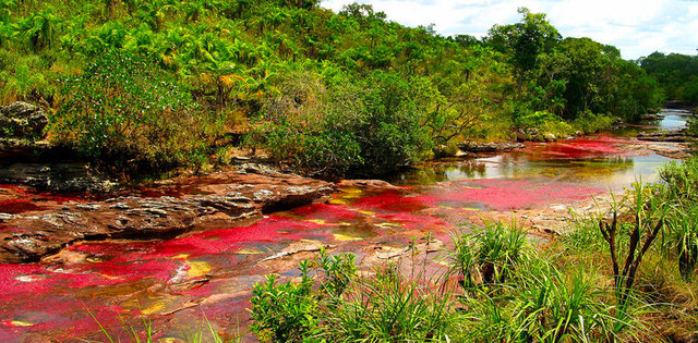3. Caño Cristales nehri, Kolombiya: '5 renkli nehir' olarak da bilinen bu nefes kesici su, dibinde açan ender bir bitkiden dolayı güz mevsiminde capcanlı bir kırmızıya dönüyor...