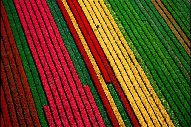 Lale tarlaları, Hollanda