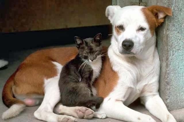 Evinizde tüylü bir dostunuz varsa unutmayın ki bahar onlara da geliyor! Aşılarını yaptırmalı, pire ilaçlarını ayda bir yaptırmaya başlamalısınız.