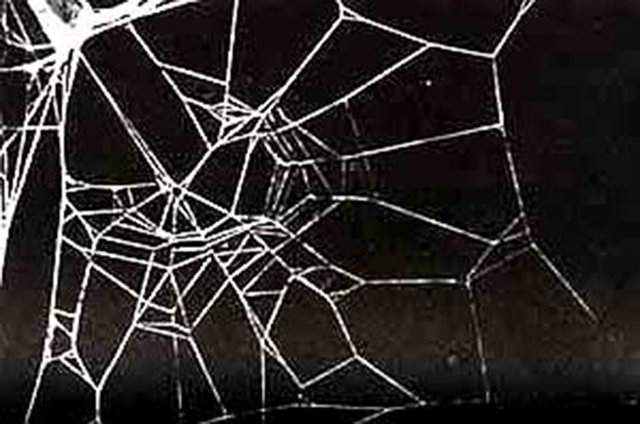 12-Kafein örümcekler için çok da iyi değil - NASA'nın 1995 yılında yaptığı çalışmaya göre, örümceklerin ağlarına dönmesinde çeşitli ilaçların etkili olduğu gözlemlenmiş. Bu yüzden örümcekler ilaçtan çok fazla etkilenirler.