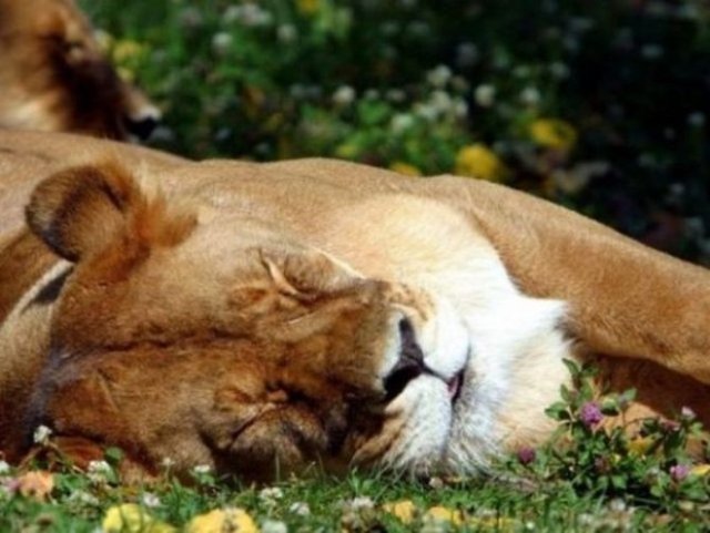 Aslanlar günde 20 saat uyurlar.