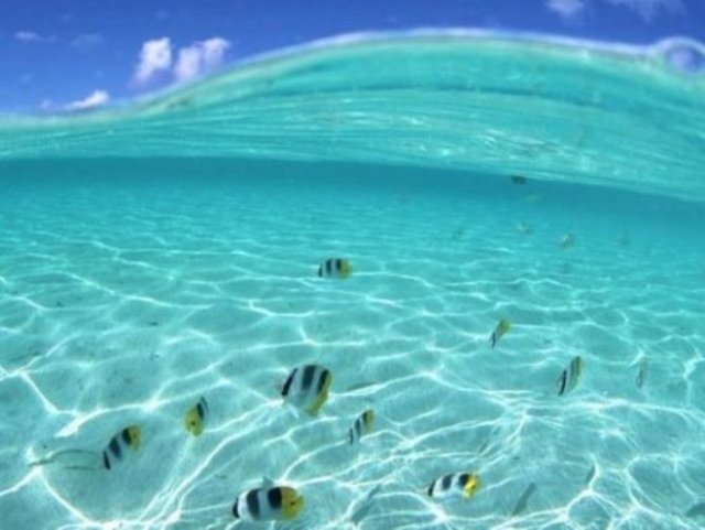 Hawaii'nin resmi balığının adı Humuhumunukunukuapua'a'dır.