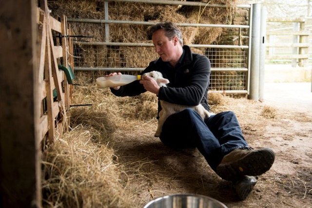 David Cameron Paskalya'da çiftlikte yetim bir kuzuya süt veriyor