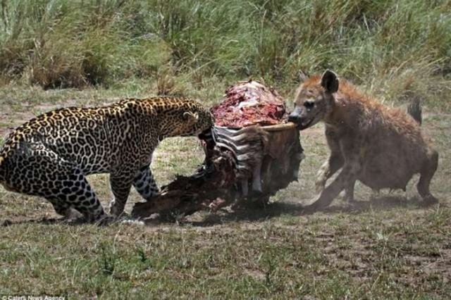 Kenya'nın Masai Mara bölgesinin geniş otlakları bir leoplarla sırtlanın amansız mücadesine sahne oldu. Bir zebrayı avlayarak kendine ziyafet çekmek isteyen leoparın davetsiz misafiri vardı.