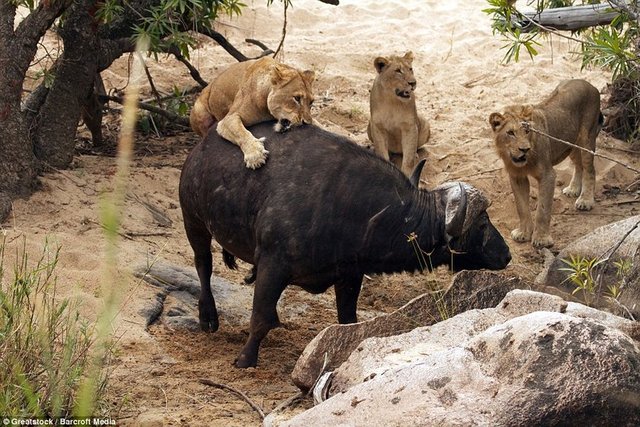 Kruger Ulusal Parkı yakınlarındaki alanda çekilen bu inanılmaz fotoğraflarsa yaşam mücadelesini gözler önüne seriyor.  -