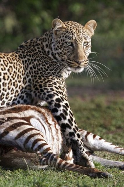 Daha sonra geri dönen ve avını tekrar almak için hamle yapan leopar, çenesi oldukça güçlü sırtlana karşı verdiği mücadeleyi kazanarak ziyafetine devam etti.