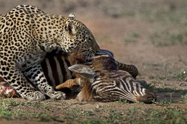 Önce bir sırtlanın avına saldırmasını püskürtmeye çalışan leopar kısa bir mücadelenin ardından avını sırtlana bıraktı.