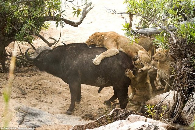 Beş aç dişi aslan ellerinden kaçırdıkları yaşlı bufalodan sonra boş midelerle olay yerinden ayrıldı. -