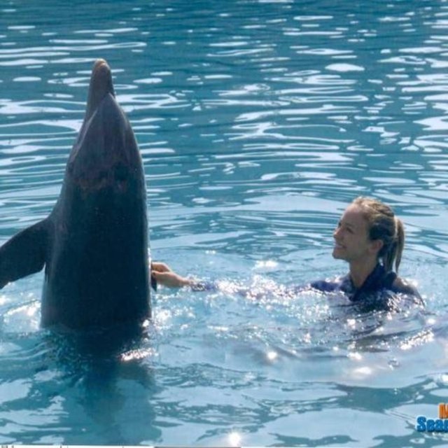 ÇAĞLA KUBAT - Yüzlerinde hep bir gülümse taşıyor gibi bir his yaratan, üstün zekalı yunuslar