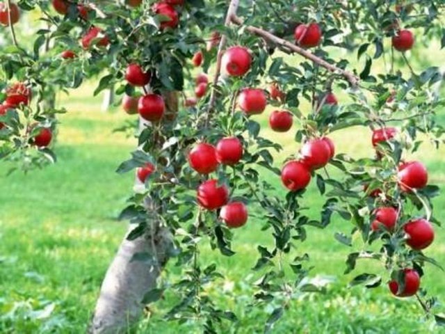 Öğle yemeğinden önce yendiğinde ya da kabuğuyla pişirildiğinde bağırsakları çalıştırır, yumuşatır, kabızlığı önler. -