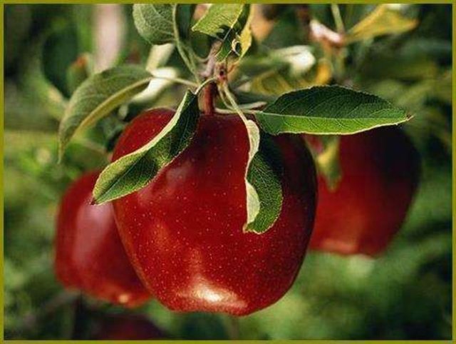 İçinde bol C vitamini ve lifli proteinler bulunan elma, içerdiği flavinoidler sayesinde hücre ölümüne neden olan serbest radikal adlı kimyasallarla savaşıyor.