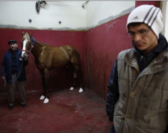 At ve bakıcıları, ameliyat öncesinde anestezi uzmanını bekliyorlar.