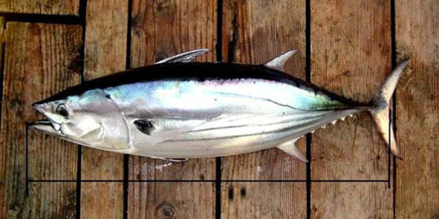 TUNA BALIĞI: 85 gram - Uzmanlar tüm insanlara, fakat özellikle de hamile veya emziren kadınlara tavsiye eder. Beyin gelişimini güçlendirir, kalp ve damar hastalıklarının oluşmasında önleyici etkileri vardır.