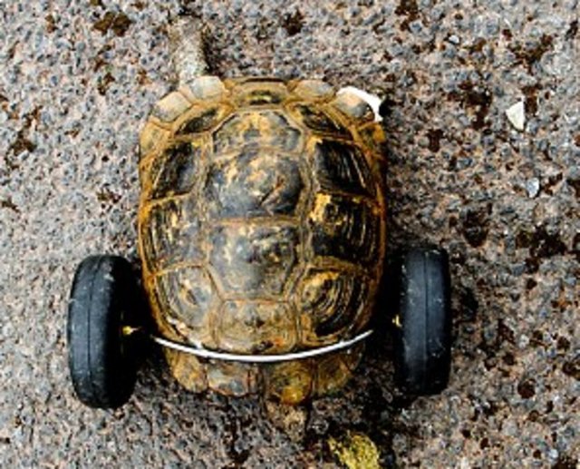Derhal kolları sıvayan Ryder'a kızları da yardım etti ve ortaya bu yürüteç çıktı.