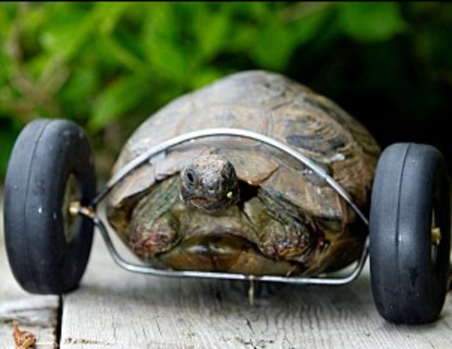 56 yaşındaki adam, kaplumbağanın başına gelenlerden sonra derhal veterinere gittiklerini ancak hekimin, hayvan hareket edemezse telef olacağını söyleyince harekete geçme kararı aldığını açıkladı.