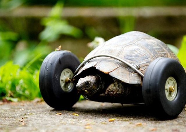 İngiltere'de kış uykusundayken bir farenin ön bacaklarını yemesi sonucu sakat kalan yaşlı kaplumbağanın derdine derman olmak isteyen Jude Ryder, ona bir yürüteç yaptı.