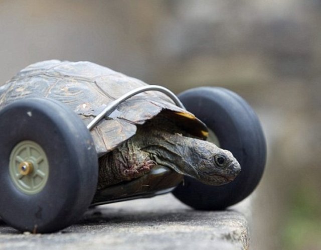 Kaplumbağanın kabuğuna sabitlenen tekerleklerin, hayvana acı verdiği düşünen aktivistler bu sebeple konuya sıcak bakmadıklarını söylüyor.