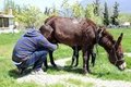 Hasta annesi için eşek çiftliği kurdu
