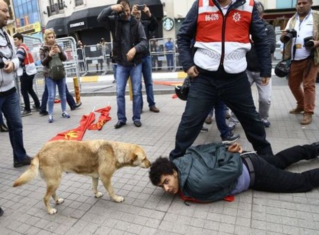 Kulağında belediyenin taktığı "030" numara bulunan sokak köpeğini gören vatandaşlar hatıra fotoğrafı çektirdi.