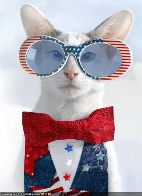 En kedi sever ülke, 76 milyon evcil kedi nüfusuyla Amerika Birleşik Devletleri.