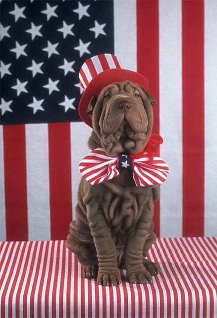 Aynı şekilde, en çok köpek seven ülke de 61 milyon evcil köpek nüfusuyla Amerika Birleşik Devletleri.