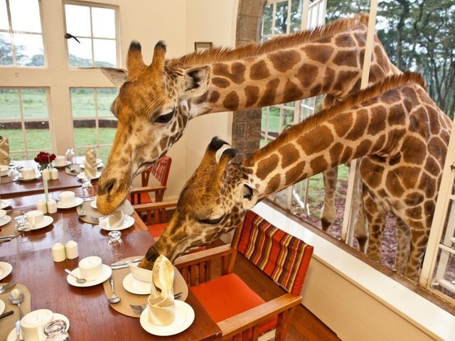 38- Giraffe Manor - Kenya