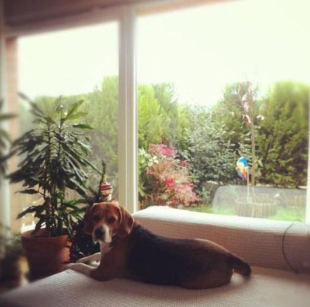 Rutkay'ın salonu sanki bahçenin içinde gibi.