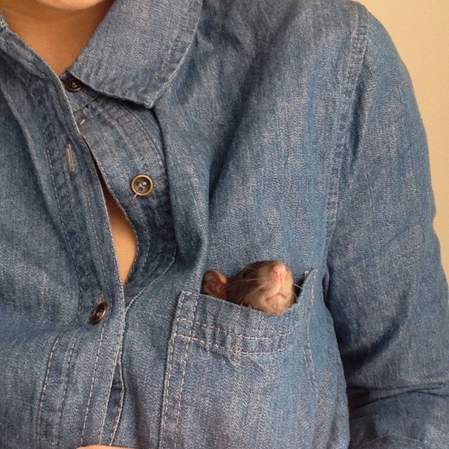 Hollandalı çoban köpekleri sadakatlarıyla ve eğitim yetenekleriyle bilinirler.