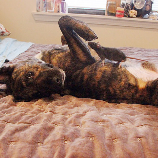 Köpek ve farenin sıradışı dostluğu...