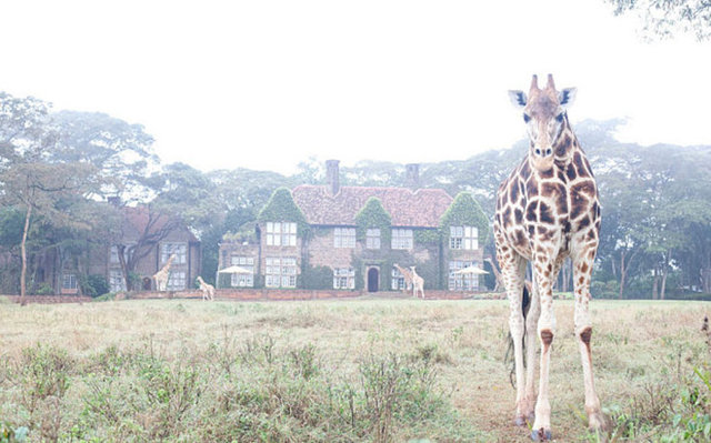 Giraffe Manor, Kenya