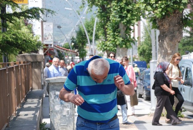 Yanında plastik kovayla olay yerine gelen Karaca eldiven ve bere takarak, arıları kovanın içerisine silkeledi.