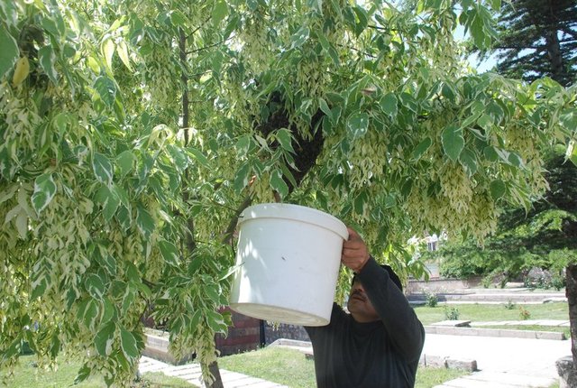 Kent merkezi Yeşilırmak Mahallesinde yaşayan Mustafa Çanta'ya ait bahçede yer alan kovanlarından çıkan arılar.