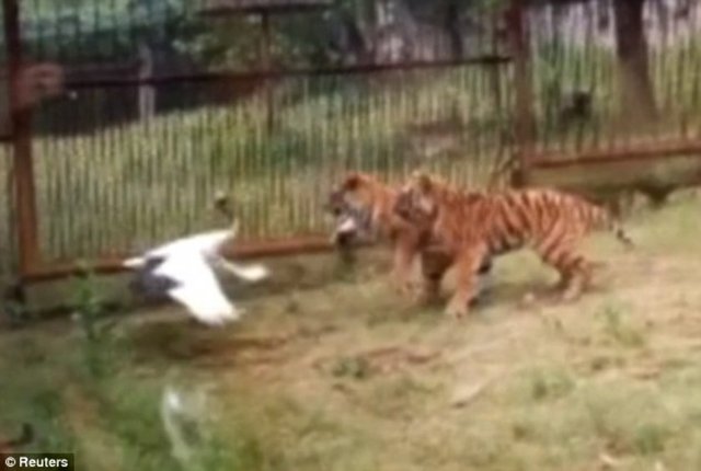 kucaklarına düşmüş avın peşinden koşturmaya başlayan iki kaplan, turnanın bir anda dönerek üzerlerine doğru hareketlenmesiyle hayatlarının şokunu yaşıyor.