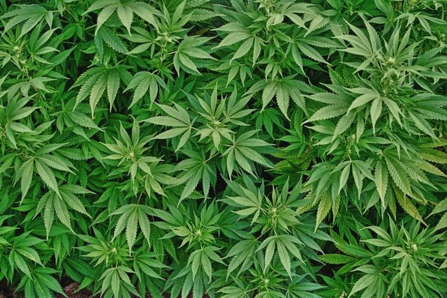 8- Marihuana kullanımı