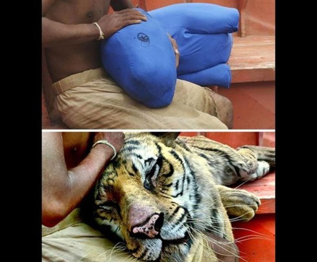 Life of Pi