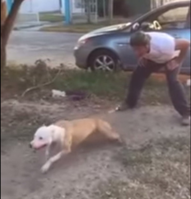 Bir köpeğin sahibi tarafından salınmasının ardından hızla koşarak yüksek bir zemine tırmanması görenleri şaşkına uğrattı.